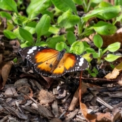 Danaus petilia (Lesser wanderer) at Penrose, NSW - 11 Mar 2024 by Aussiegall