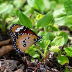 Danaus petilia at Wingecarribee Local Government Area - 11 Mar 2024