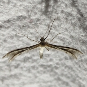 Pterophoridae (family) at suppressed - 13 Mar 2024