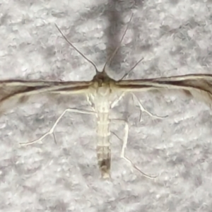 Pterophoridae (family) at Watson, ACT - 13 Mar 2024