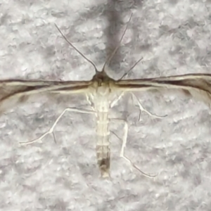 Pterophoridae (family) at suppressed - 13 Mar 2024