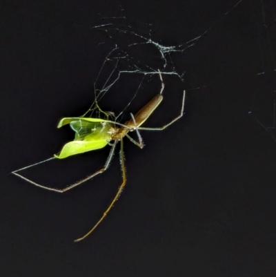Tetragnatha sp. (genus) (Long-jawed spider) at Watson, ACT - 13 Mar 2024 by AniseStar