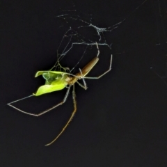 Unidentified Other web-building spider at Watson, ACT - 13 Mar 2024 by AniseStar