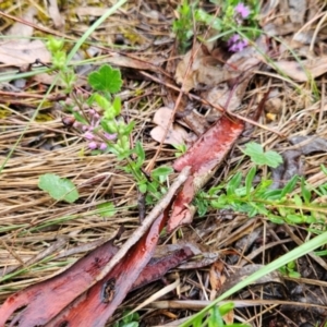 Mentha diemenica at Mount Ainslie to Black Mountain - 9 Jan 2024