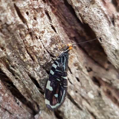 Porismus strigatus (Pied Lacewing) at Penrose - 6 Mar 2024 by Aussiegall