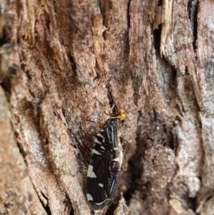 Porismus strigatus at Wingecarribee Local Government Area - 6 Mar 2024