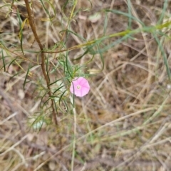 Convolvulus angustissimus subsp. angustissimus (Australian Bindweed) at Mount Ainslie to Black Mountain - 20 Mar 2023 by Pallis2020