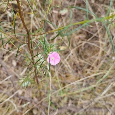 Convolvulus angustissimus subsp. angustissimus (Australian Bindweed) at Mount Pleasant - 20 Mar 2023 by Pallis2020