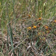 Pultenaea procumbens (Bush Pea) at Mount Ainslie to Black Mountain - 25 Oct 2023 by Pallis2020