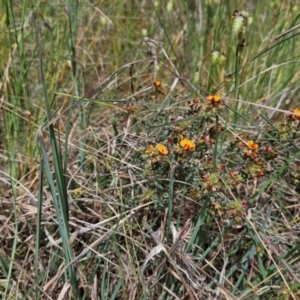 Pultenaea procumbens at Mount Ainslie to Black Mountain - 25 Oct 2023