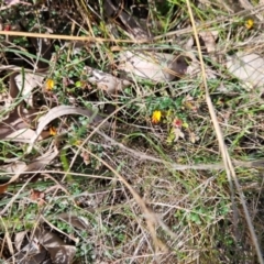 Bossiaea buxifolia (Matted Bossiaea) at Campbell, ACT - 25 Sep 2023 by Pallis2020