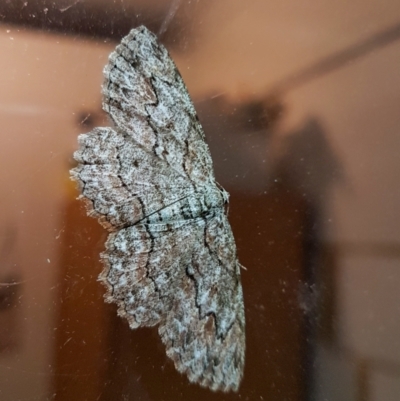 Unidentified Geometer moth (Geometridae) at Wingecarribee Local Government Area - 8 Mar 2024 by Aussiegall