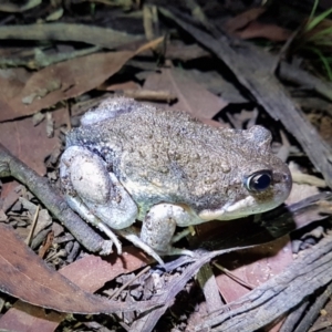 Limnodynastes dumerilii at Wingecarribee Local Government Area - 8 Mar 2024