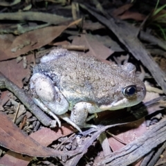 Limnodynastes dumerilii (Eastern Banjo Frog) at Wingecarribee Local Government Area - 8 Mar 2024 by Aussiegall