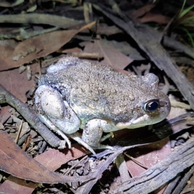 Limnodynastes dumerilii (Eastern Banjo Frog) at Penrose, NSW - 8 Mar 2024 by Aussiegall