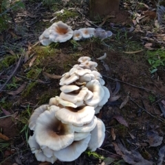 Omphalotus nidiformis (Ghost Fungus) at Wingecarribee Local Government Area - 9 Mar 2024 by Aussiegall