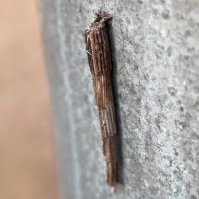 Lepidoscia arctiella (Tower Case Moth) at Mount Ainslie - 13 Mar 2024 by Hejor1