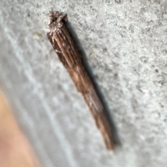 Lepidoscia arctiella at Mount Ainslie - 13 Mar 2024 05:56 PM