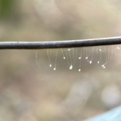 Neuroptera (order) (Unidentified lacewing) at Mount Ainslie - 13 Mar 2024 by Hejor1