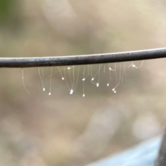 Neuroptera (order) at Mount Ainslie - 13 Mar 2024