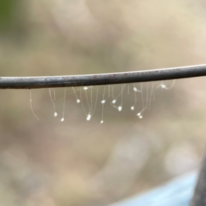 Neuroptera (order) at Mount Ainslie - 13 Mar 2024