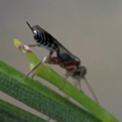 Ichneumonoidea (Superfamily) (A species of parasitic wasp) at Mount Ainslie - 13 Mar 2024 by Hejor1