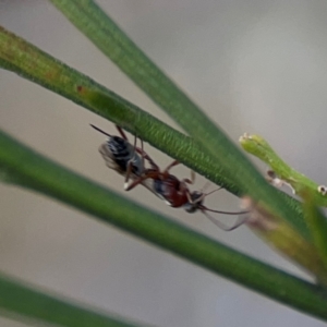 Ichneumonoidea (Superfamily) at Mount Ainslie - 13 Mar 2024