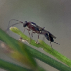 Ichneumonoidea (Superfamily) at Mount Ainslie - 13 Mar 2024 05:53 PM