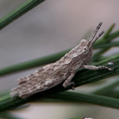 Coryphistes ruricola (Bark-mimicking Grasshopper) at Campbell, ACT - 13 Mar 2024 by Hejor1