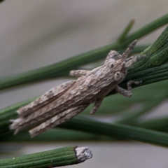 Coryphistes ruricola at Mount Ainslie - 13 Mar 2024