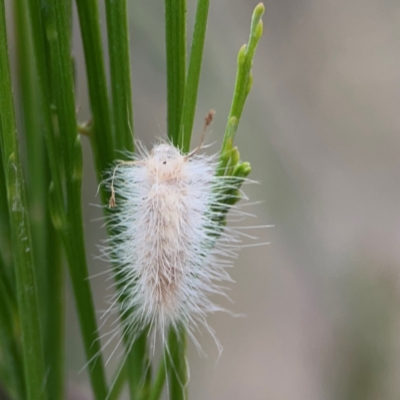 Lepidoptera unclassified IMMATURE moth at Campbell, ACT - 13 Mar 2024 by Hejor1