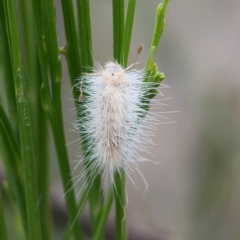 Lepidoptera unclassified IMMATURE moth at Mount Ainslie - 13 Mar 2024