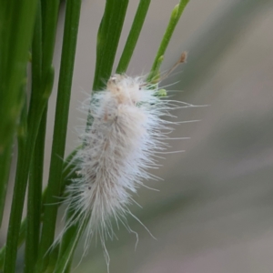 Lepidoptera unclassified IMMATURE at Mount Ainslie - 13 Mar 2024