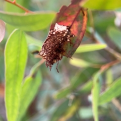 Hypertrophidae sp. (family) at Mount Ainslie - 13 Mar 2024