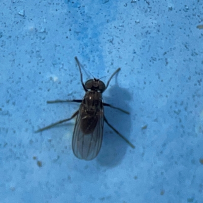 Unidentified Other true fly at Mount Ainslie - 13 Mar 2024 by Hejor1