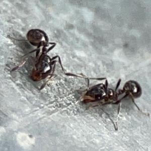 Monomorium sp. (genus) at Mount Ainslie - 13 Mar 2024