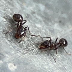 Monomorium sp. (genus) (A Monomorium ant) at Campbell, ACT - 13 Mar 2024 by Hejor1
