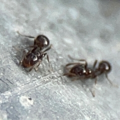 Monomorium sp. (genus) at Mount Ainslie - 13 Mar 2024