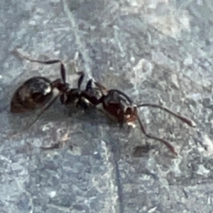 Monomorium sp. (genus) at Mount Ainslie - 13 Mar 2024