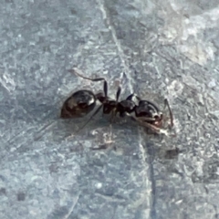 Monomorium sp. (genus) at Mount Ainslie - 13 Mar 2024