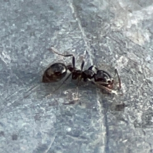 Monomorium sp. (genus) at Mount Ainslie - 13 Mar 2024