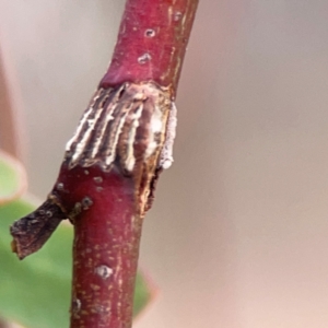 Eurymeloides sp. (genus) at Mount Ainslie - 13 Mar 2024