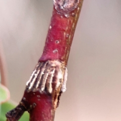 Eurymeloides sp. (genus) at Mount Ainslie - 13 Mar 2024