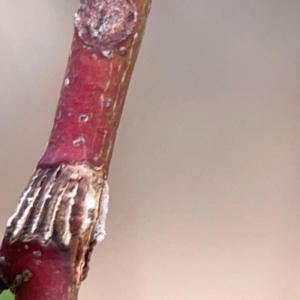 Eurymeloides sp. (genus) at Mount Ainslie - 13 Mar 2024