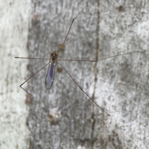 Limoniidae (family) at Mount Ainslie - 13 Mar 2024 05:41 PM