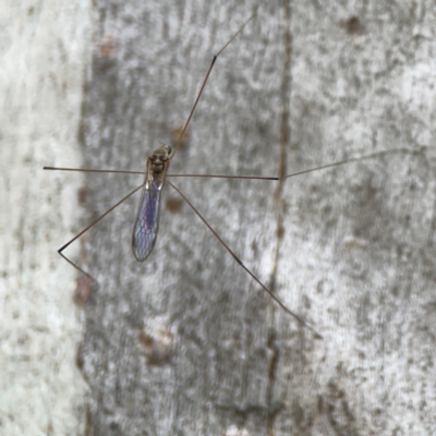 Limoniidae (family) (Unknown Limoniid Crane Fly) at Campbell, ACT - 13 Mar 2024 by Hejor1