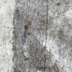 Limoniidae (family) at Mount Ainslie - 13 Mar 2024