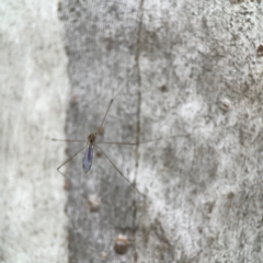 Limoniidae (family) at Mount Ainslie - 13 Mar 2024 05:41 PM