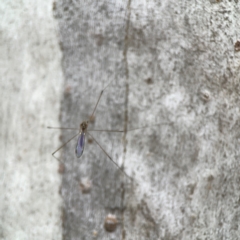 Limoniidae (family) at Mount Ainslie - 13 Mar 2024