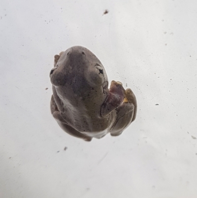 Litoria peronii at Penrose - 11 Mar 2024 by Aussiegall